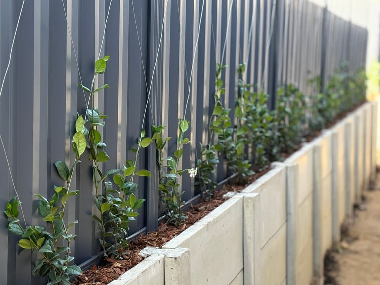 Young climbing vines growing on dark metal trellis panels above concrete raised garden beds