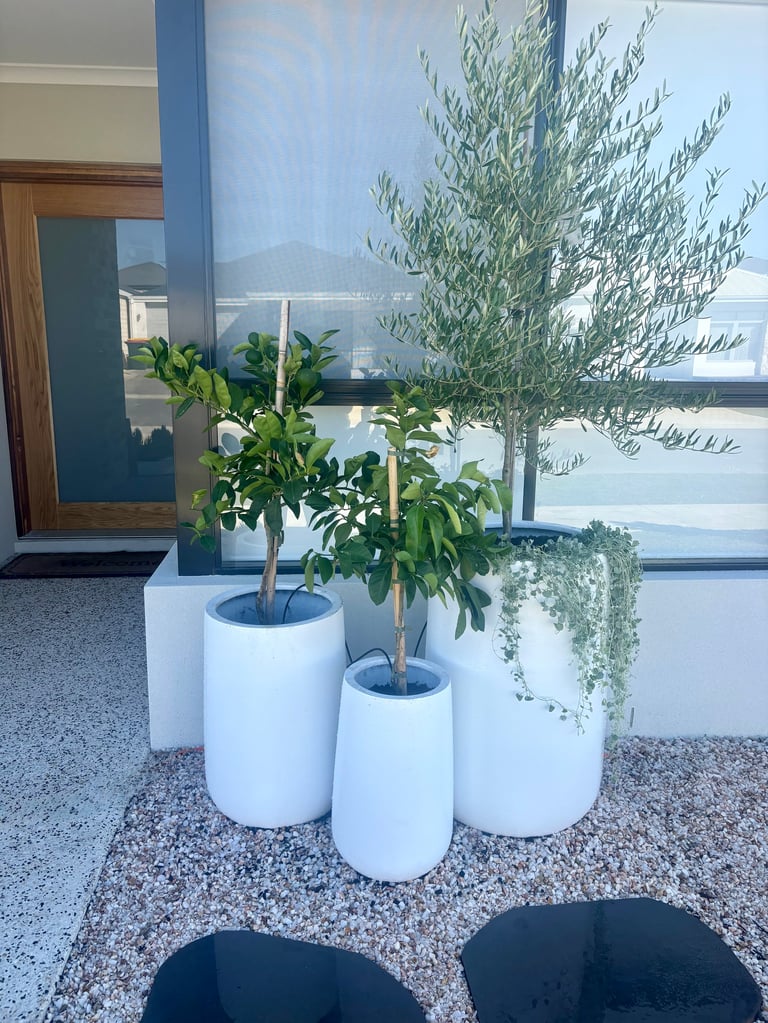 Three potted plants in white cylindrical planters on a concrete floor in a modern lobby with large windows overlooking mountains