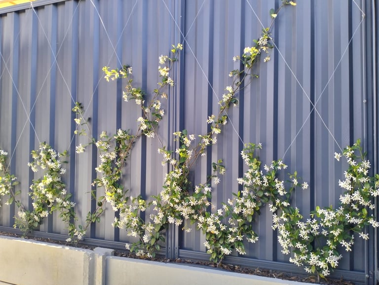 Climbing white flowers with green vines growing on a corrugated metal fence in bright sunlight