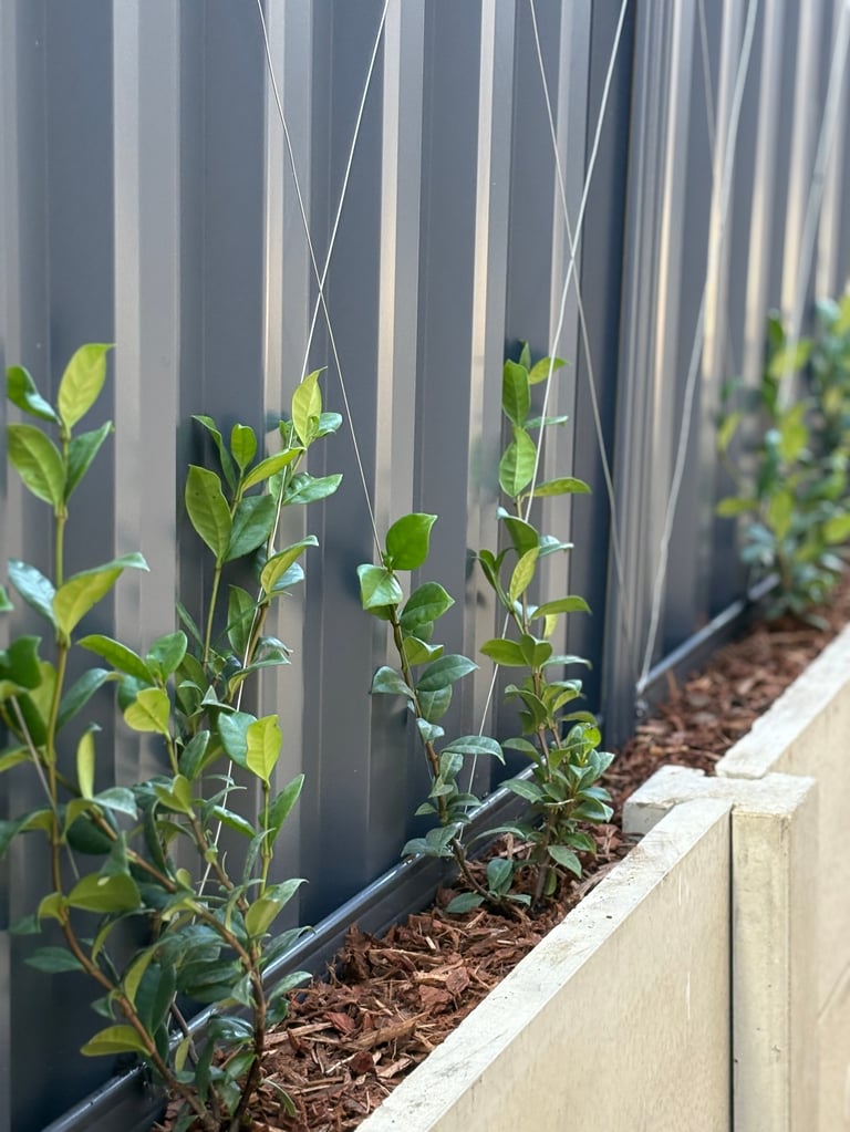 Young climbing plants with green leaves trained up strings against a corrugated metal fence in a raised garden bed