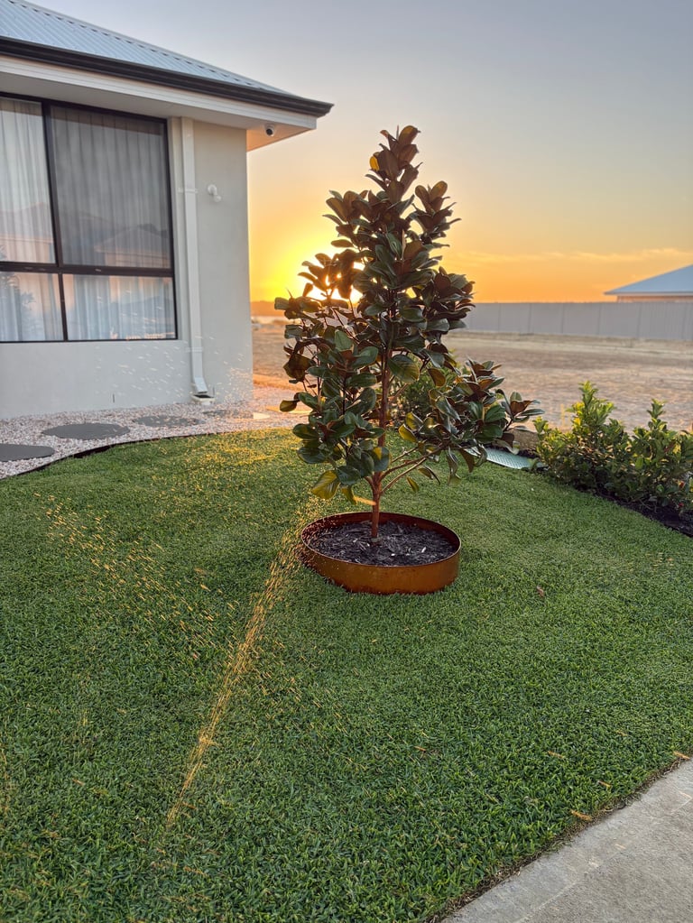Young tree in metal ring planter on lawn beside modern house at sunset overlooking water
